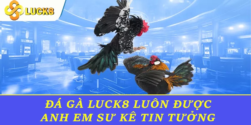  Sảnh chơi đá gà Luck8 luôn được nhiều anh em sư kê tin tưởng và tham gia