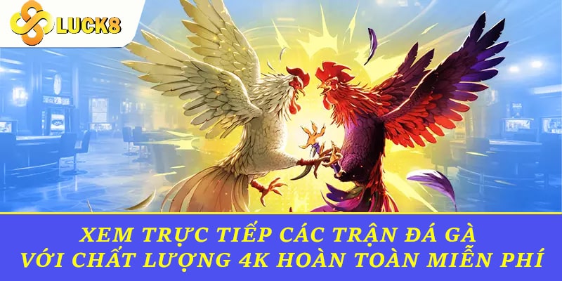 Xem trực tiếp các trận đá gà với chất lượng 4K hoàn toàn miễn phí