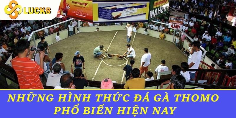 Những hình thức Đá Gà Thomo phổ biến hiện nay