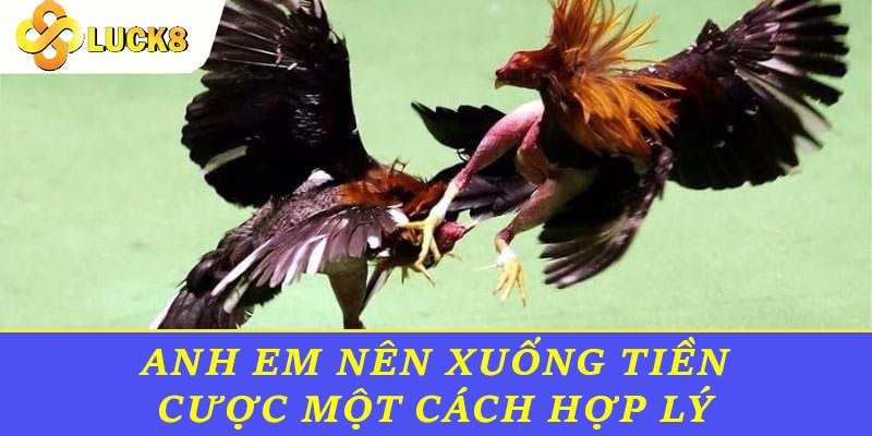 Anh em nên xuống tiền cược một cách hợp lý