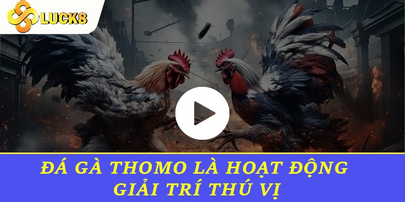 Đá Gà Thomo là hoạt động giải trí thú vị