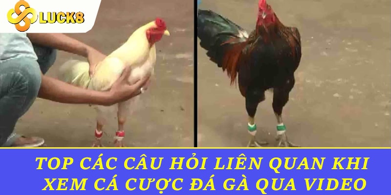 Top các câu hỏi liên quan khi xem cá cược đá gà qua video