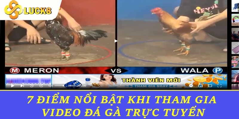 7 điểm nổi bật khi tham gia video đá gà trực tuyến