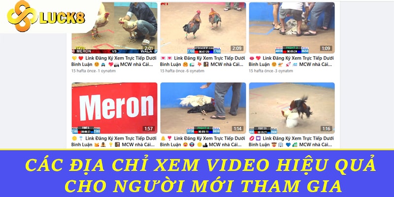 Các địa chỉ xem video hiệu quả cho người mới tham gia