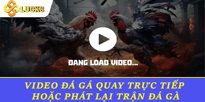 Video đá gá là hình thức quay trực tiếp hoặc phát lại trận đá gà