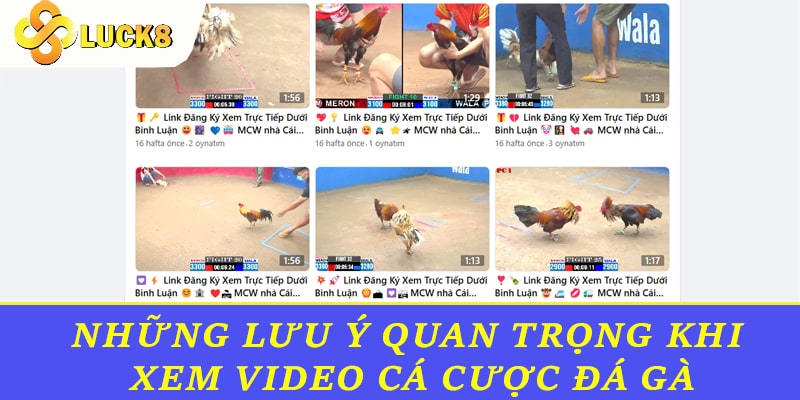 Những lưu ý quan trọng khi xem video cá cược đá gà